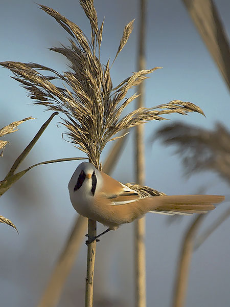 Viiksitimali, Bearded Reedling, Panurus biarmicus